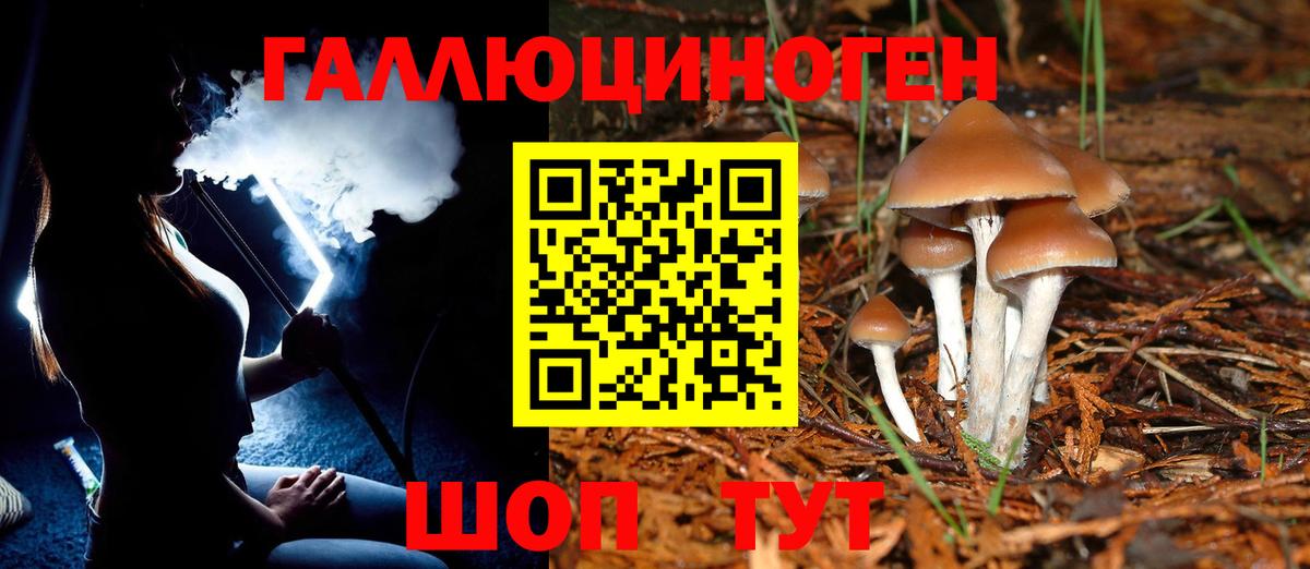 Галлюциногенные грибы Psilocybine cubensis Черняховск